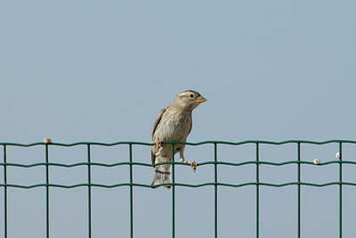 BUITEN BEELD Foto: 4125