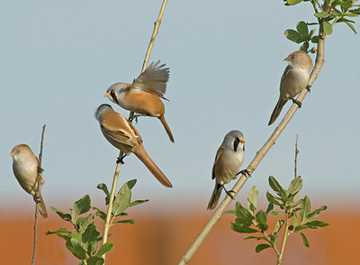 BUITEN BEELD Foto: 4129