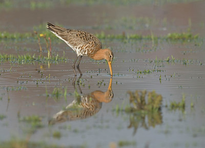 BUITEN BEELD Foto: 4158