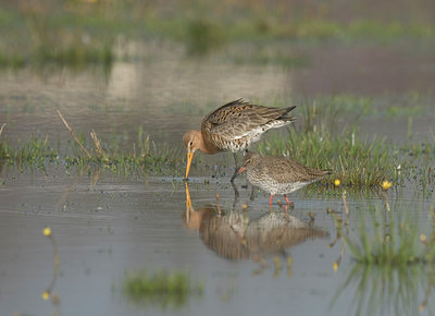 BUITEN BEELD Foto: 4163