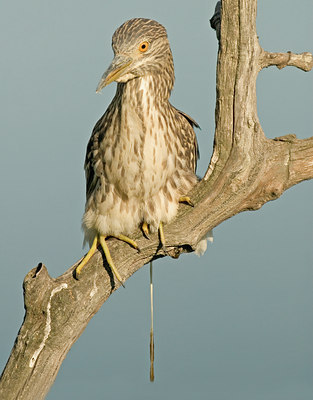 BUITEN BEELD Foto: 4189