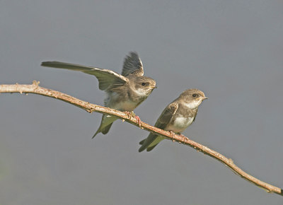 BUITEN BEELD Foto: 4192