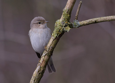 BUITEN BEELD Foto: 4211