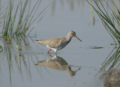 BUITEN BEELD Foto: 4221