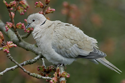 BUITEN BEELD Foto: 4223