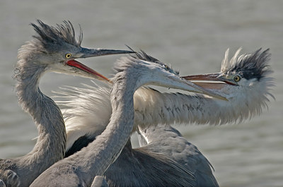 BUITEN BEELD Foto: 4233