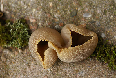 BUITEN BEELD Foto: 4237