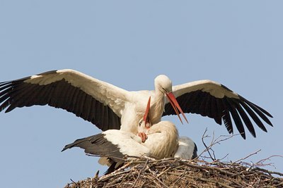BUITEN BEELD Foto: 4272