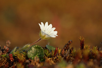 BUITEN BEELD Foto: 4278