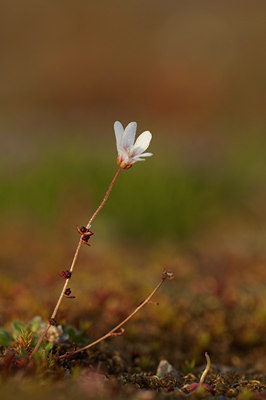 BUITEN BEELD Foto: 4280