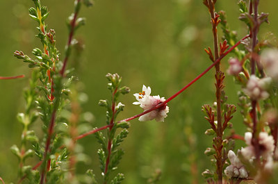 BUITEN BEELD Foto: 4281