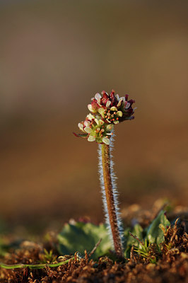 BUITEN BEELD Foto: 4282