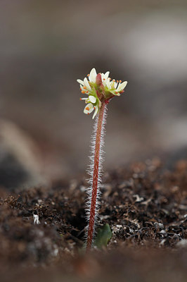 BUITEN BEELD Foto: 4283