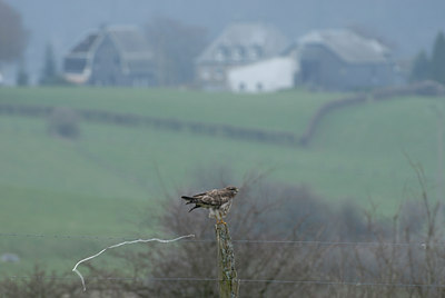 BUITEN BEELD Foto: 4286