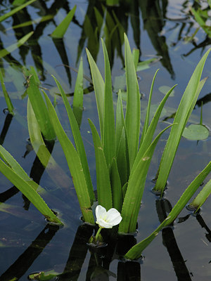 BUITEN BEELD Foto: 4309