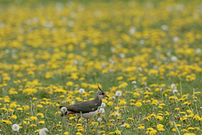 BUITEN BEELD Foto: 4314