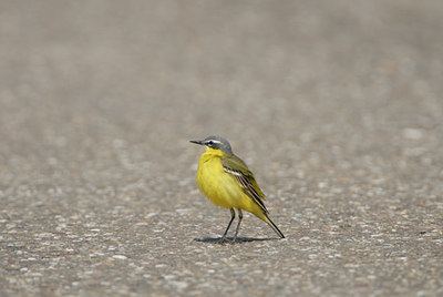 BUITEN BEELD Foto: 4317