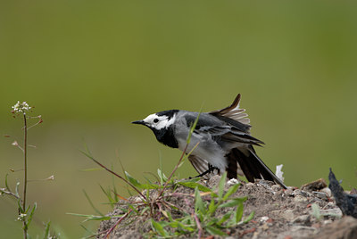 BUITEN BEELD Foto: 4319