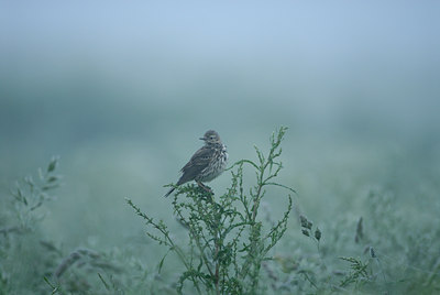 BUITEN BEELD Foto: 4320