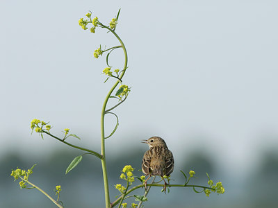 BUITEN BEELD Foto: 4322