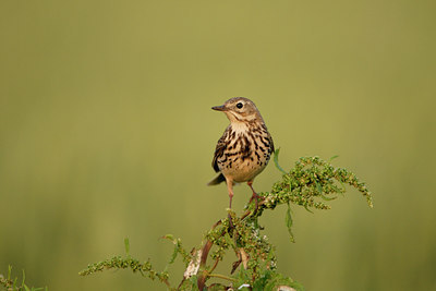 BUITEN BEELD Foto: 4323