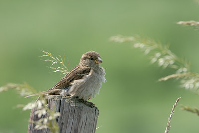 BUITEN BEELD Foto: 4324