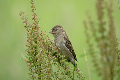 BUITEN BEELD Foto: 4325