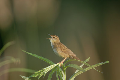 BUITEN BEELD Foto: 4331