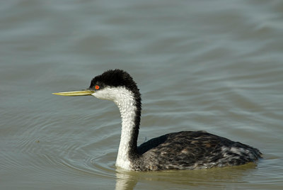 BUITEN BEELD Foto: 4342