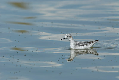 BUITEN BEELD Foto: 4345