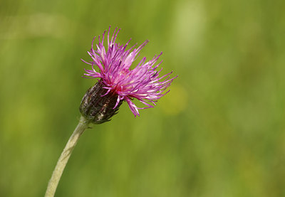 BUITEN BEELD Foto: 4362