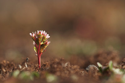 BUITEN BEELD Foto: 4394