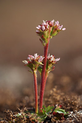 BUITEN BEELD Foto: 4395