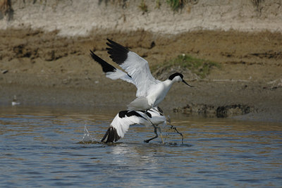 BUITEN BEELD Foto: 4424