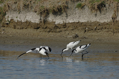 BUITEN BEELD Foto: 4425