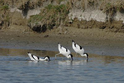 BUITEN BEELD Foto: 4426