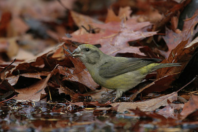 BUITEN BEELD Foto: 4432