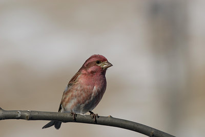 BUITEN BEELD Foto: 4435