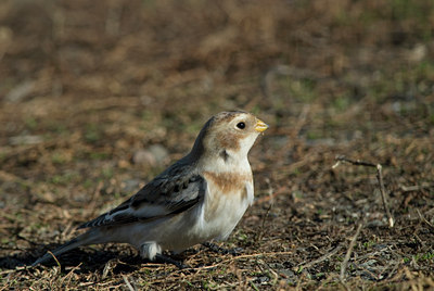 BUITEN BEELD Foto: 4437