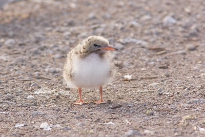 BUITEN BEELD Foto: 4438