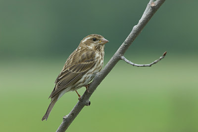 BUITEN BEELD Foto: 4454