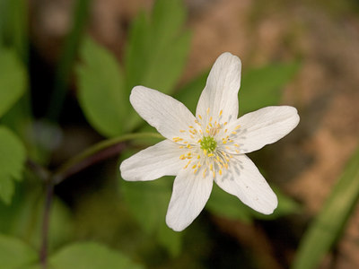 BUITEN BEELD Foto: 4455