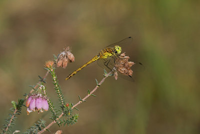 BUITEN BEELD Foto: 4463