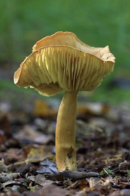 BUITEN BEELD Foto: 4520
