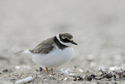 BUITEN BEELD Foto: 4533