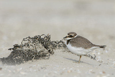 BUITEN BEELD Foto: 4540