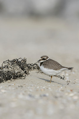 BUITEN BEELD Foto: 4543