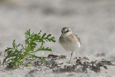 BUITEN BEELD Foto: 4545