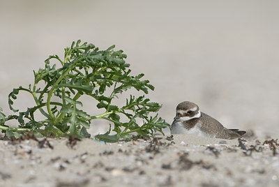 BUITEN BEELD Foto: 4547