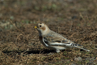 BUITEN BEELD Foto: 4597